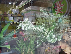 Korean flower shop display