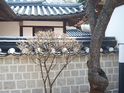 Korean temple trees